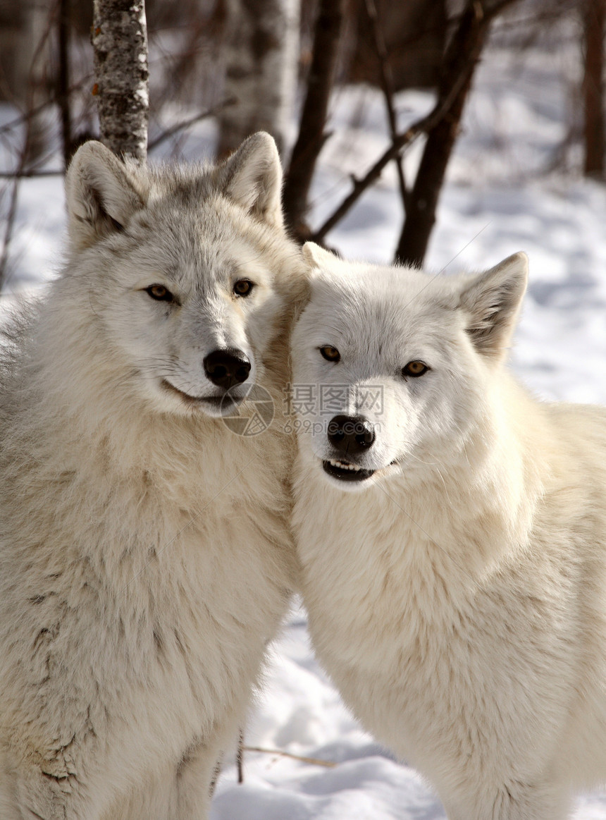 冬季北极野狼动物群栖息地食肉动物新世界野生动物环境哺乳动物乡村捕食者图片