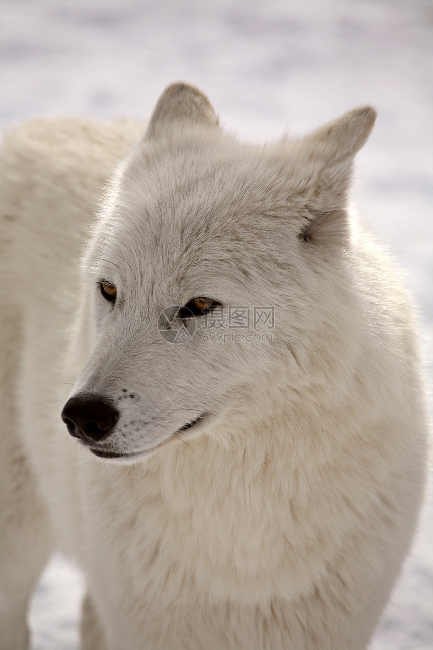 冬季北极野狼新世界哺乳动物食肉环境动物栖息地乡村动物群捕食者野生动物图片