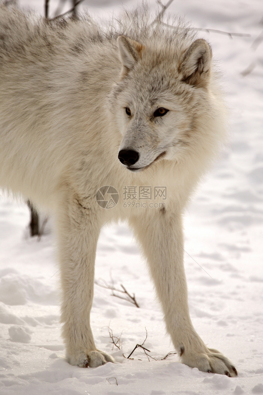 冬季北极野狼动物群哺乳动物乡村野生动物新世界食肉捕食者环境动物栖息地图片