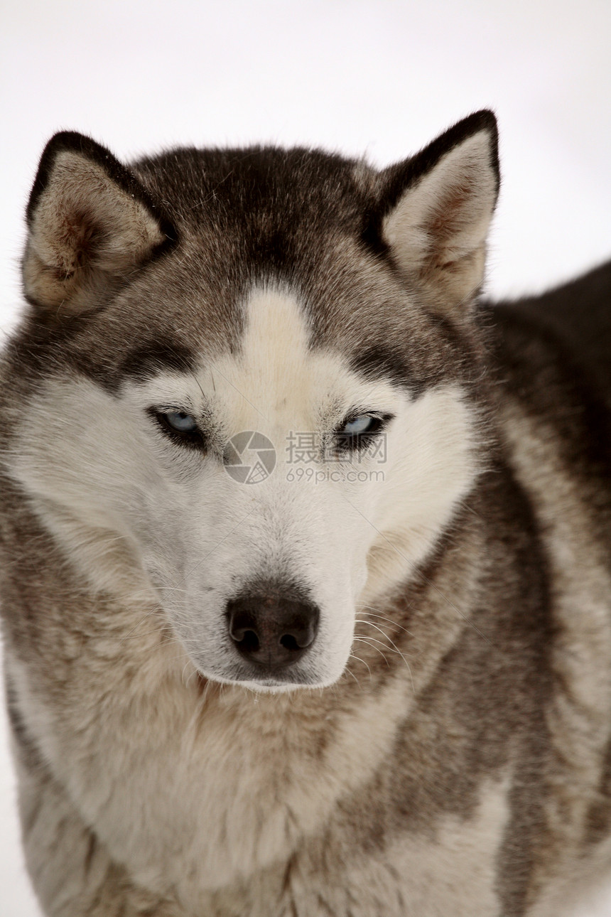 冬天的西伯利亚霍斯基家畜宠物水平图片