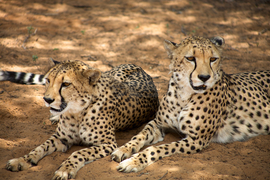 Cheetah趴在地上打猎手表跑步荒野追求哺乳动物食肉毛皮速度猎豹图片