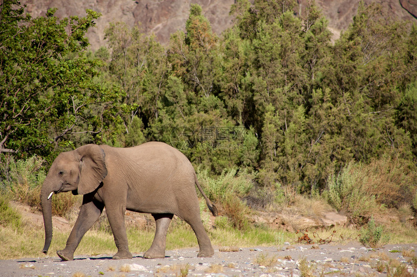 大象类国家组科兰树干草食性沙漠野外动物动物灰色幼兽摄影野生动物图片