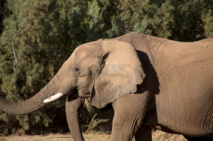 大象类国家组野生动物动物科兰幼兽沙漠黄色草食性哺乳动物野外动物灰色图片