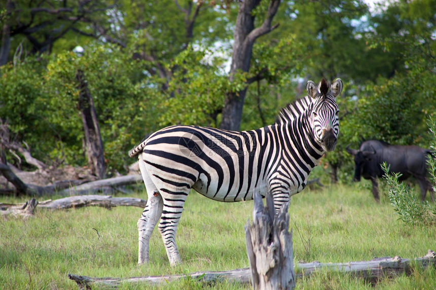 博茨瓦纳的斑马尾巴动物园打印线条绿色动物白色野生动物条纹旅游图片