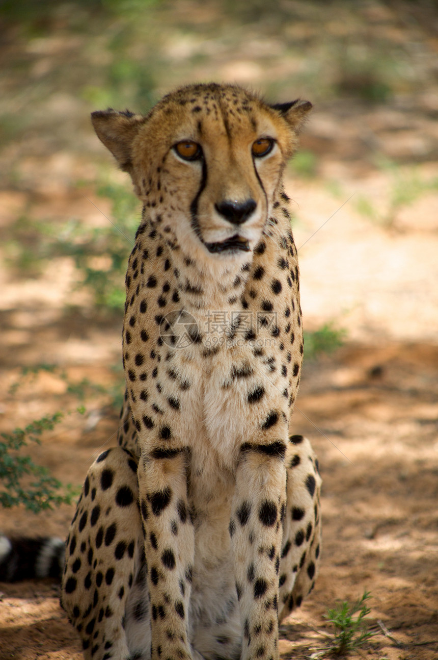 Cheetah趴在地上跑步追求手表动物园猫科野生动物猎豹哺乳动物动物食肉图片