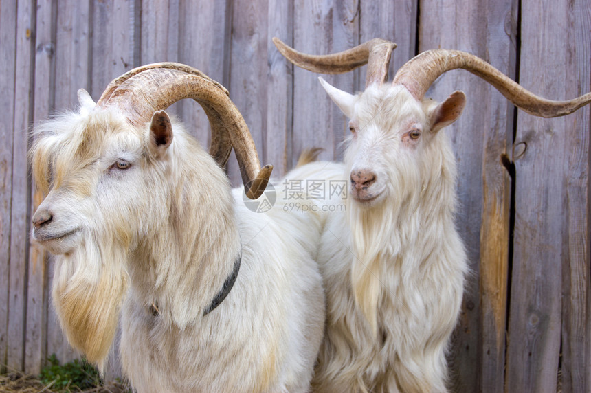 两只山羊牛奶乡村宠物毛皮栅栏头发男性农家院牛角哺乳动物图片
