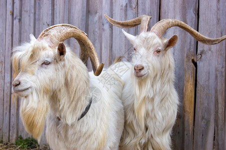 两只山羊牛奶乡村宠物毛皮栅栏头发男性农家院牛角哺乳动物背景图片