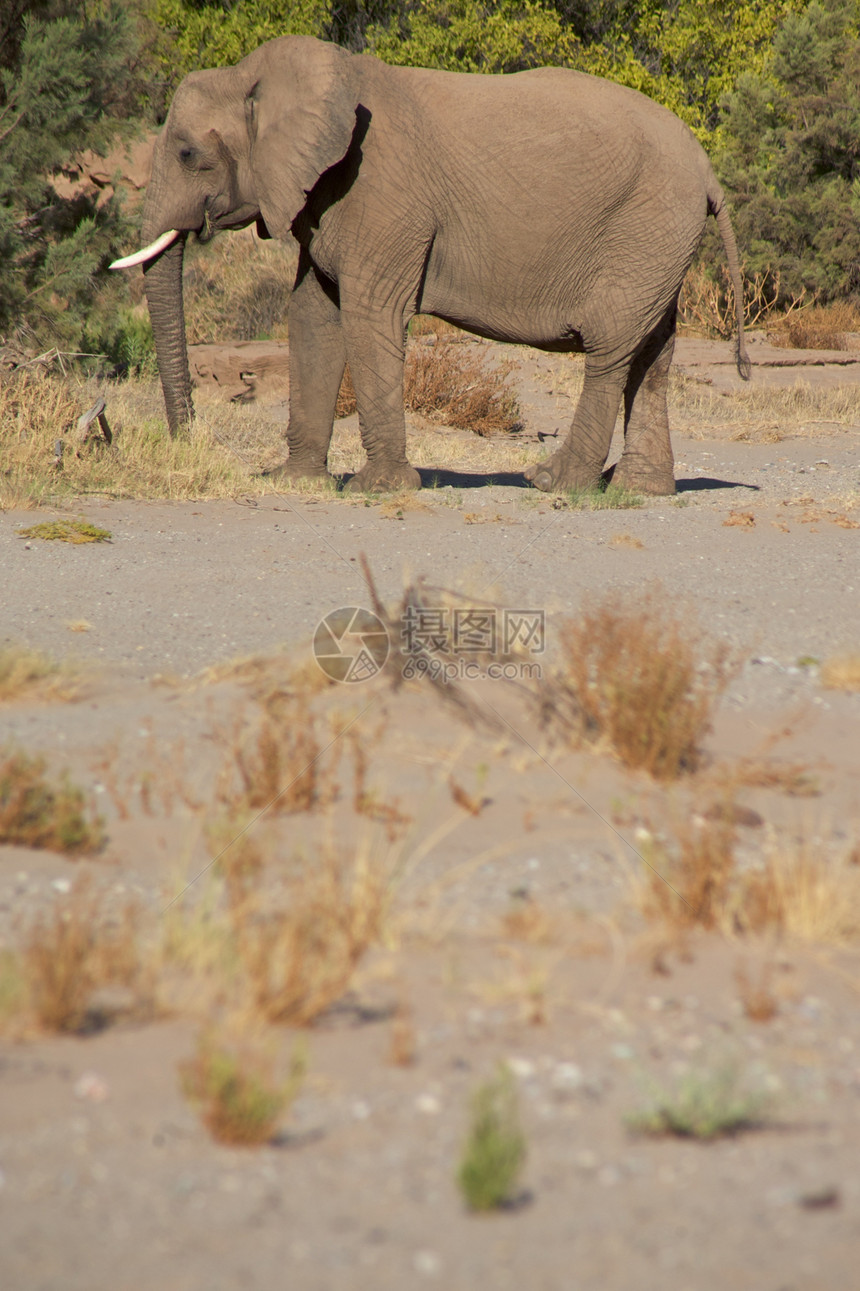 斯凯顿海岸沙漠的大象家族黄色小路荒野野生动物团体科兰哺乳动物沙漠草食性图片