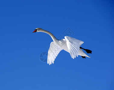 白天鹅翼展羽毛天空蓝色白色翅膀野生动物飞行速度动物背景图片