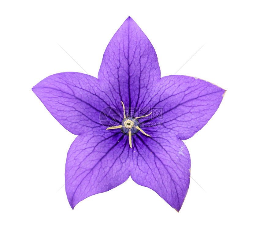 蓝铃花植物白色花瓣植物学蓝色紫色图片