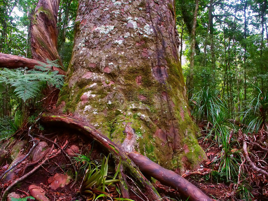 Kauri Kauri树  Waipoua森林植物学生物学环境荒野威胁栖息地针叶树木林地周长图片