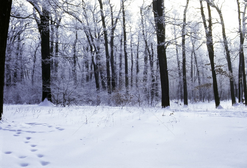 冬季森林植物植物群季节图片