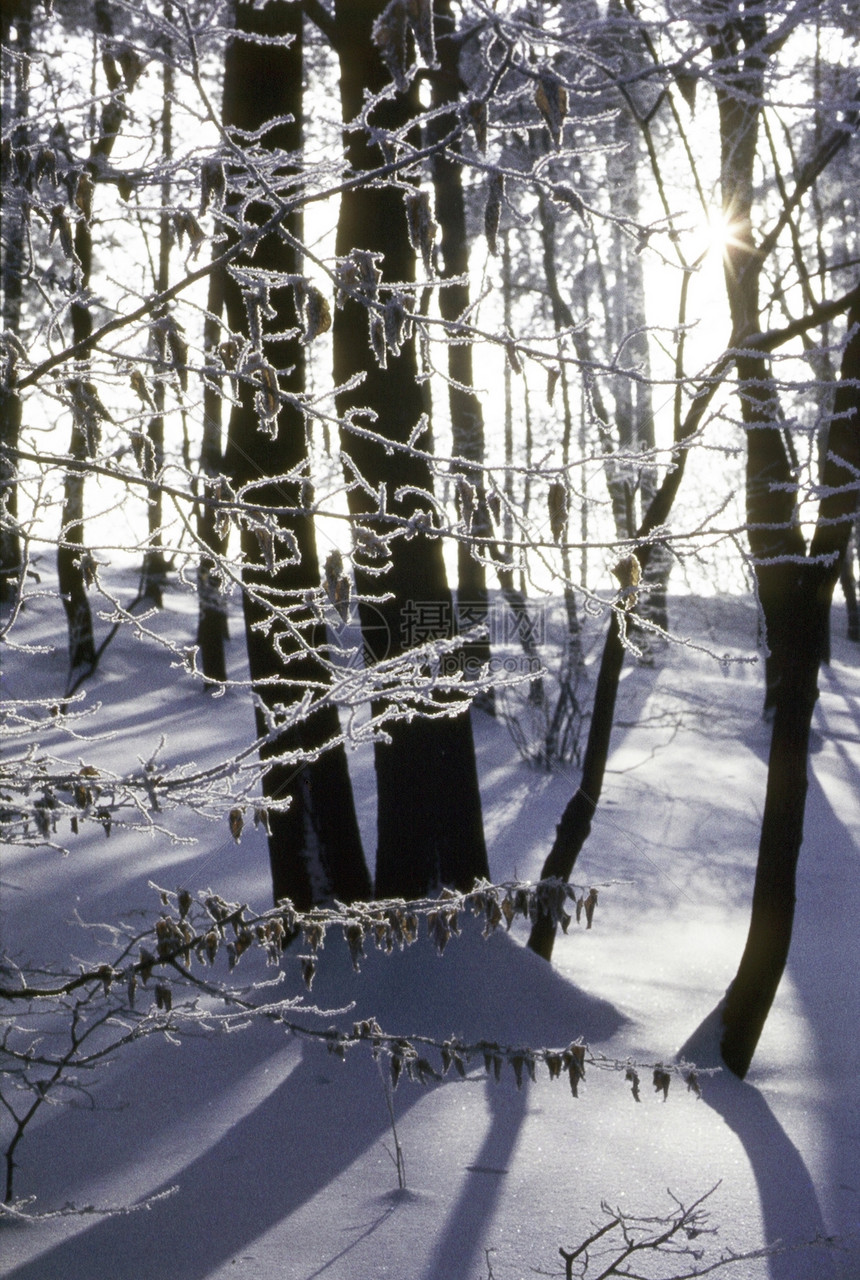 冬季森林季节阳光植物植物群太阳图片