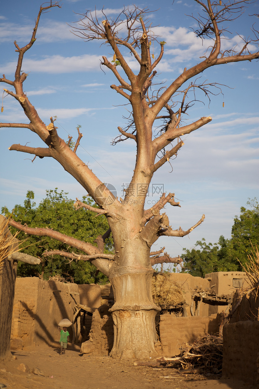 多贡地区的Baobab旅行粮仓民族学衬套多贡传统房屋避难所遗产建筑学图片