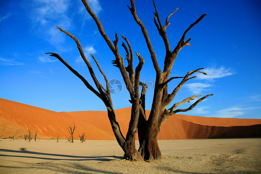 索苏夫莱的死树死亡橙子生态干旱沙漠水平红色荒野岩石沙丘图片