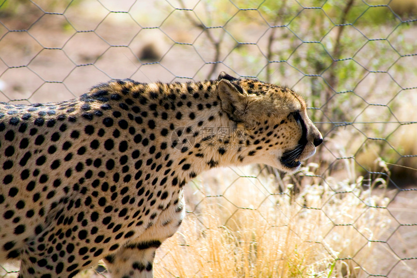 猎豹野猫大猫摄影濒危毛皮野外动物哺乳动物环境保护危险猫科图片
