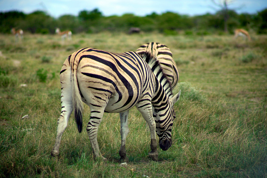 以埃托沙为单位的斑马动物荒野白色公园野生动物食草绿色黑色条纹生态图片
