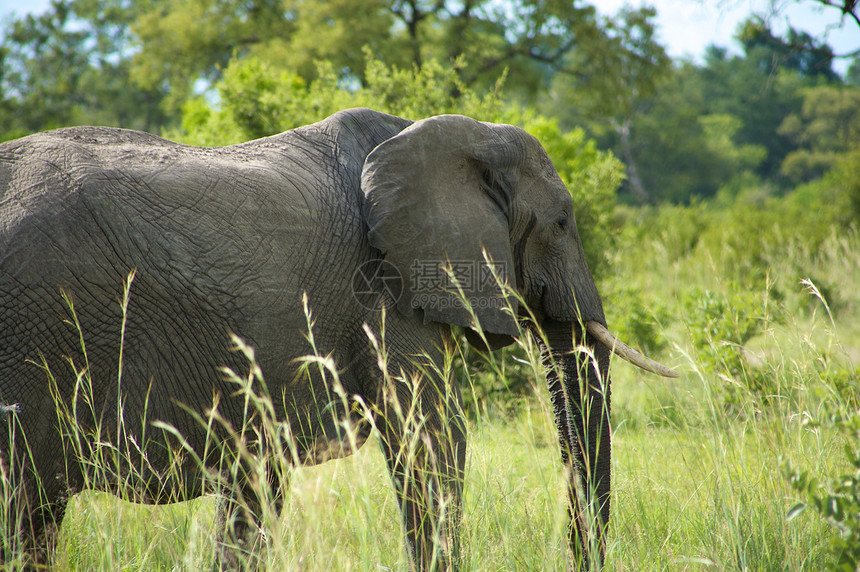 灌木丛中大象野生动物动物园哺乳动物打猎账单动物公园荒野旅游旅行图片