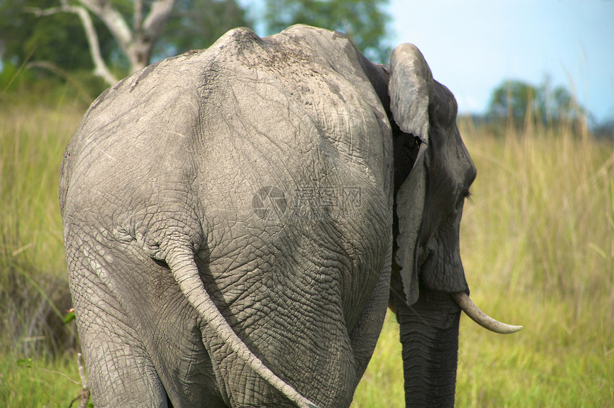灌木丛中大象旅游打猎旅行耳朵荒野账单哺乳动物公园动物园动物图片