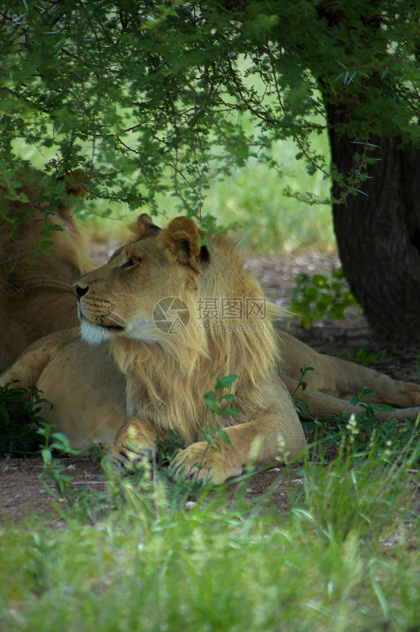 丛林中的狮子鬃毛插图旅行肌肉动物力量食肉捕食者哺乳动物野生动物图片