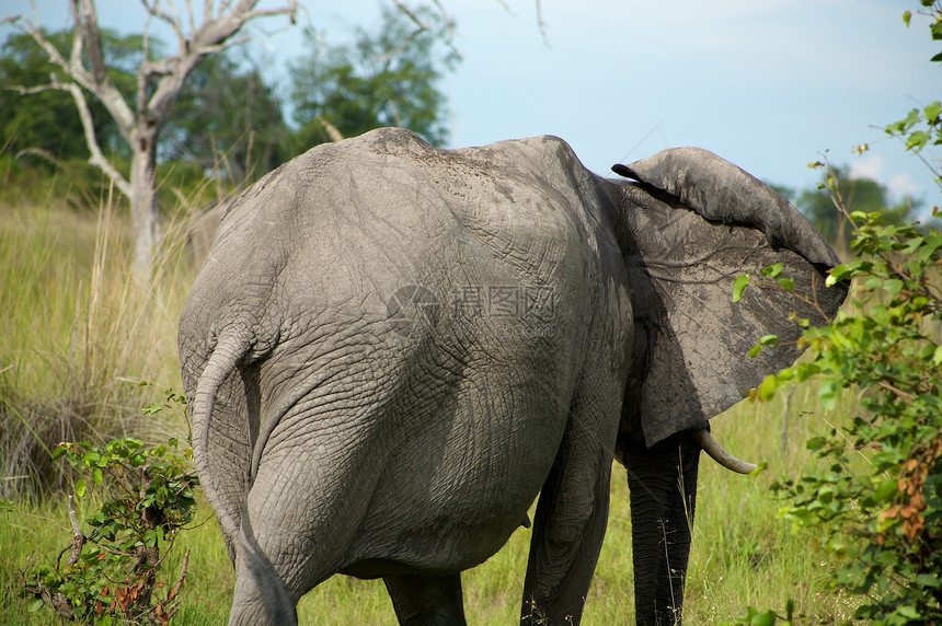 灌木丛中大象厚皮动物哺乳动物动物园荒野耳朵打猎账单公园旅游图片