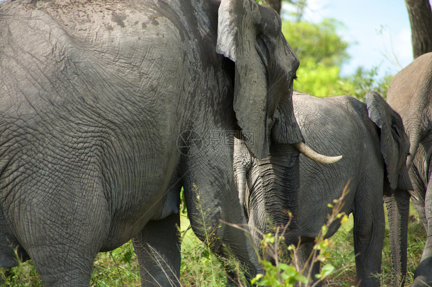 灌木丛中大象群账单耳朵野生动物荒野哺乳动物公园打猎动物园动物旅行图片