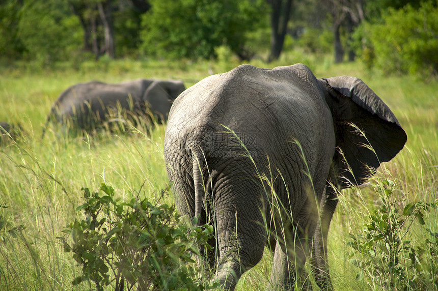 灌木丛中大象群荒野旅行旅游厚皮账单打猎耳朵野生动物公园动物图片