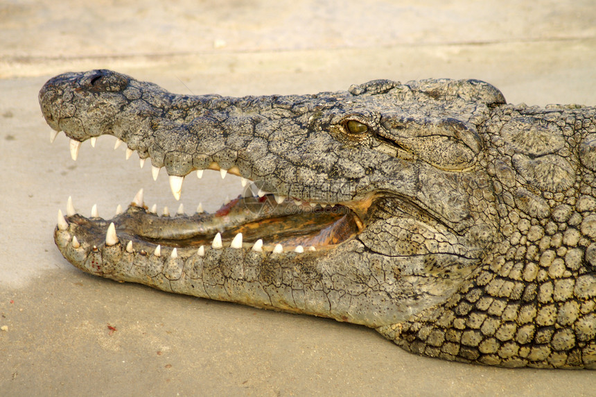 鳄鱼的嘴危险热带动物野生动物荒野两栖力量皮肤隐藏生物图片