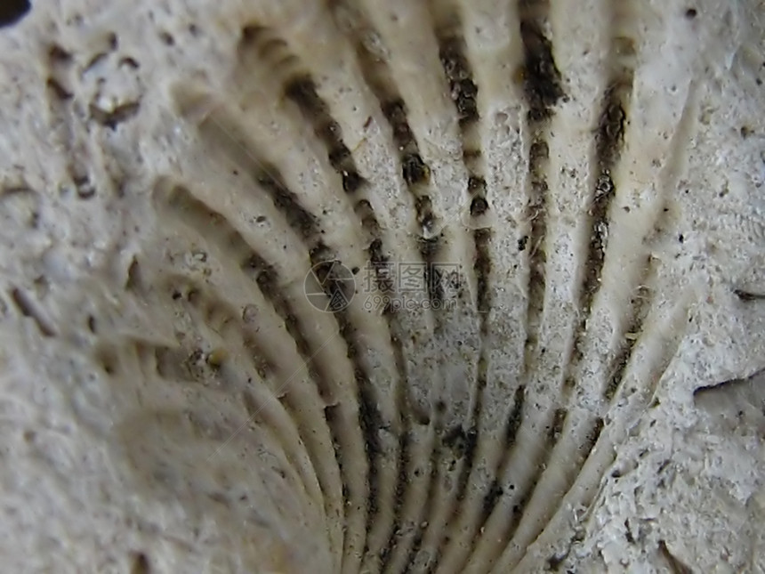 化石宏生物学海洋生物盐水化石石头贝壳墙纸海洋白色宏观图片
