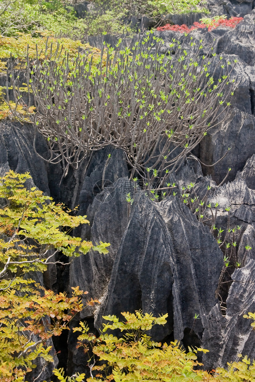 安卡拉马达加斯加廷吉情调石灰石山峰异国旅游灰色侵蚀旅行植被绿色图片