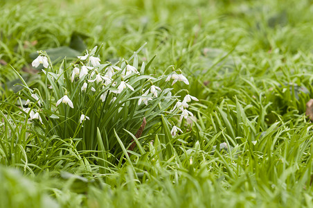绿草中白雪花团体绿色白色背景图片