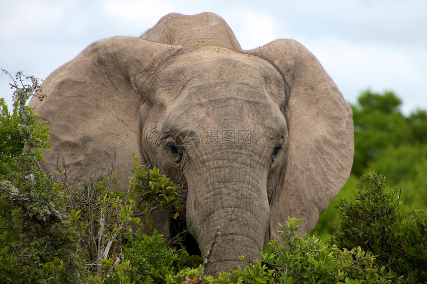Addo公园大象食草力量灰色濒危荒野衬套动物园公园象牙婴儿图片