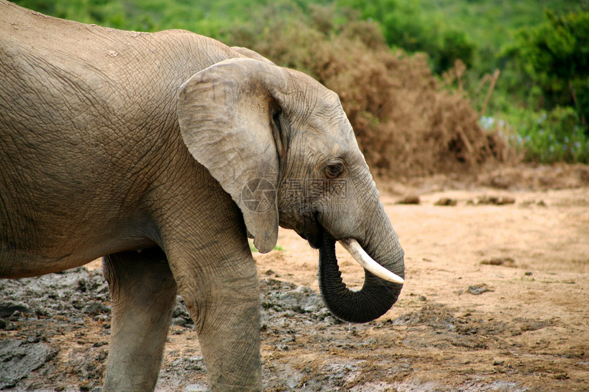 Addo公园大象食草象牙国家婴儿动物园野生动物生态动物荒野灰色图片