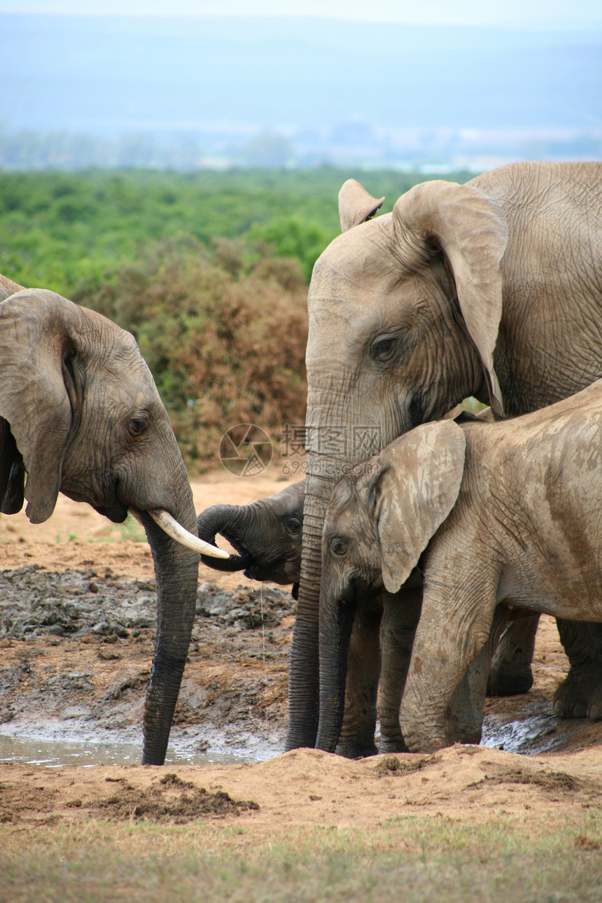 Addo公园大象荒野生态象牙力量食草动物园哺乳动物动物野生动物濒危图片