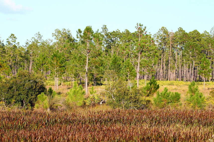 湿地植被     佛罗里达州松树树木森林旅行软垫池塘沼泽植物植物学环境图片