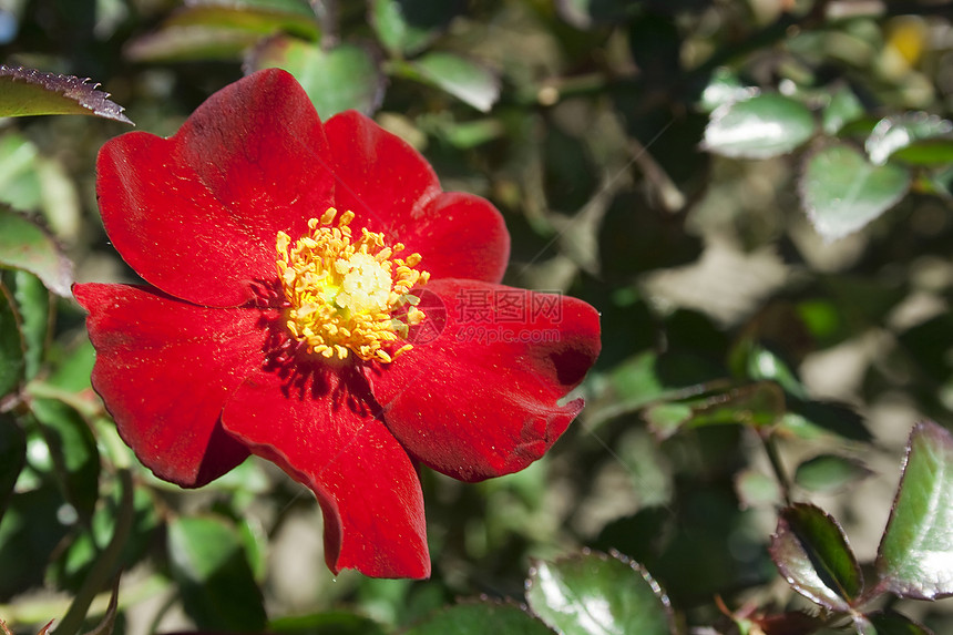红花植物学园艺生长宏观生物学生态植物群花园环境叶子图片
