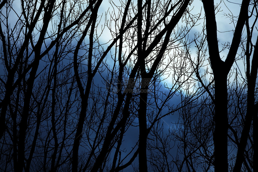 树木月亮木头树干情绪薄雾公园辉光恶梦农村精神图片