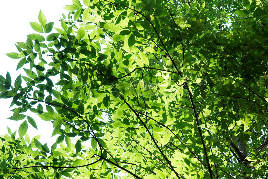 休假假期树木叶子植物花园树梢植被绿色植物生长森林生活图片