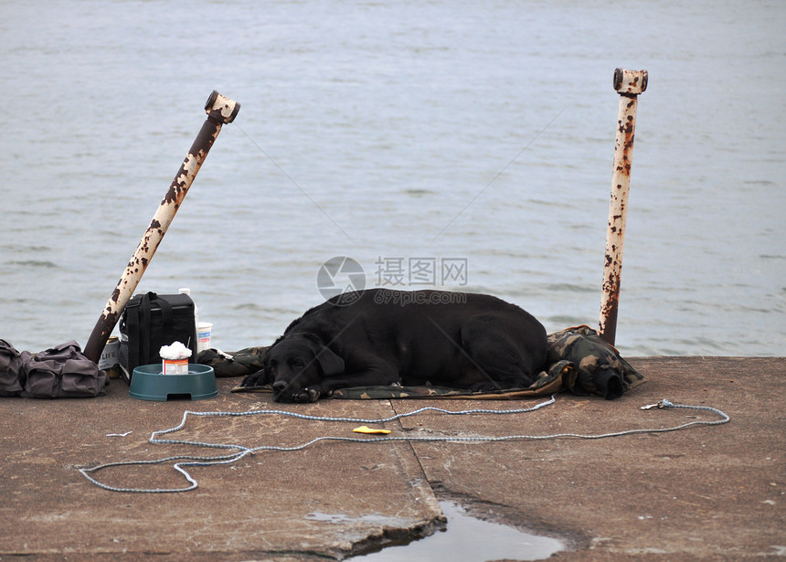 狗睡在灯塔边缘休息毛皮黑色犬类睡眠动物群图片