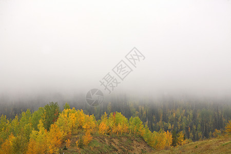 艾伯塔风景中的地雾水平旅行天气乡村树木背景图片