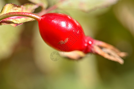 玫瑰光天化日落艾伯塔风景的欢快果植被蔷薇水果水平红色植物浆果山楂背景图片