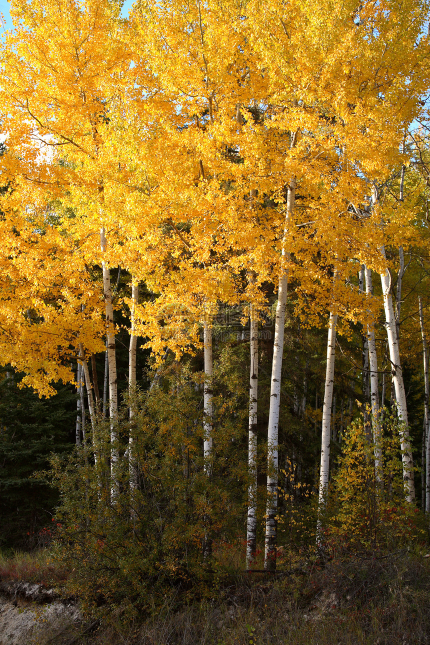 秋天的黄木树森林公园树林落叶照片场景旅行美术树木图片