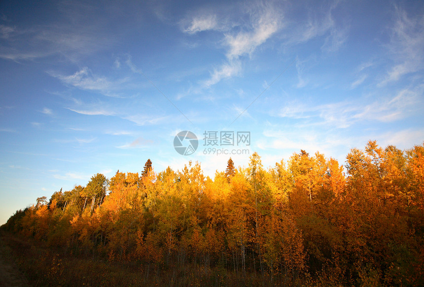 萨斯喀彻温省秋天假变化国家旅行树林森林荒野乡村照片蓝天水平落叶图片
