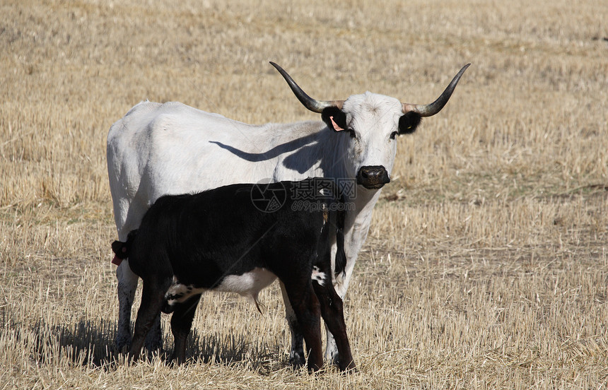 长角牛 在萨斯喀彻温的风景区喂养小牛牧场乡村大草原旅行家畜农业水平动物图片