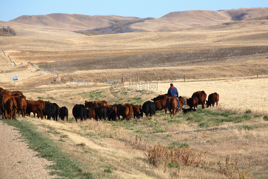 沙风萨斯喀彻温的牛车乡村国家农村农业水平驾驶风景旅行图片