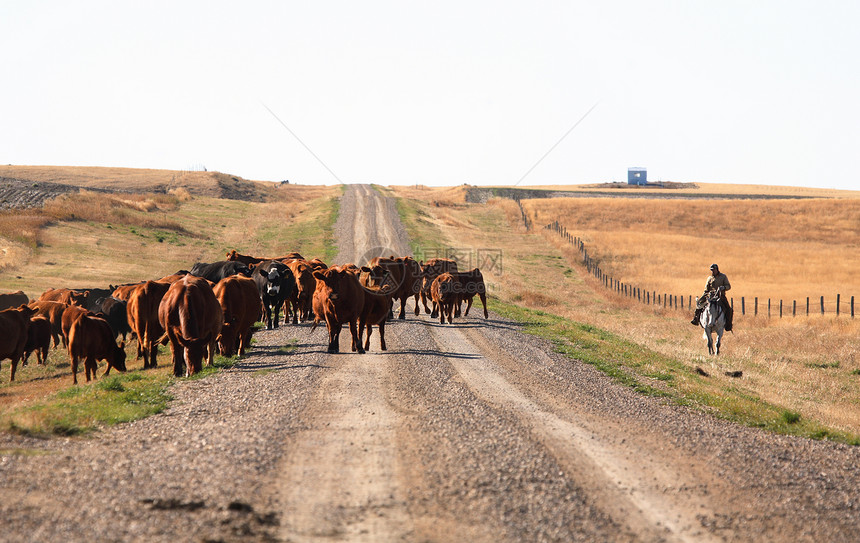 沙风萨斯喀彻温的牛车风景乡村农业水平驾驶国家旅行农村图片