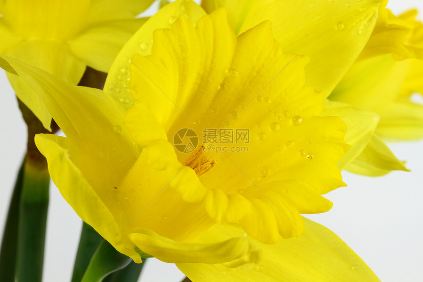 黄花朵与水滴 在盛开的宏观照片中图片