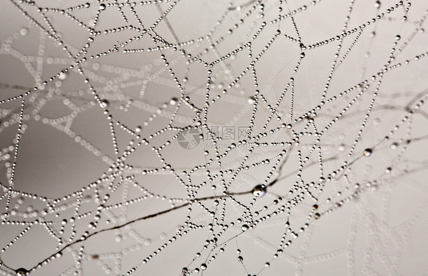 蜘蛛网上的雾滴水平美术风景水分图片