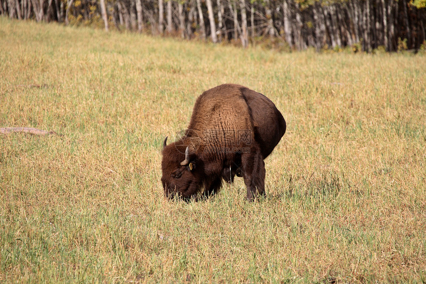 萨斯喀彻温中风景中的Bison牧场水牛季节性动物群农场动物摄影受保护水平新世界哺乳动物图片