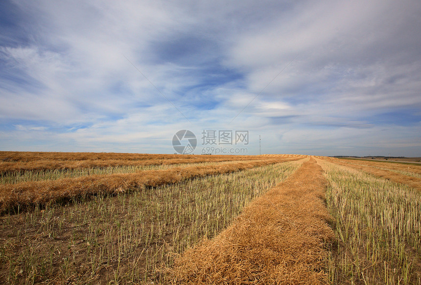 萨斯喀彻温省收割期间的卡诺拉水稻图片